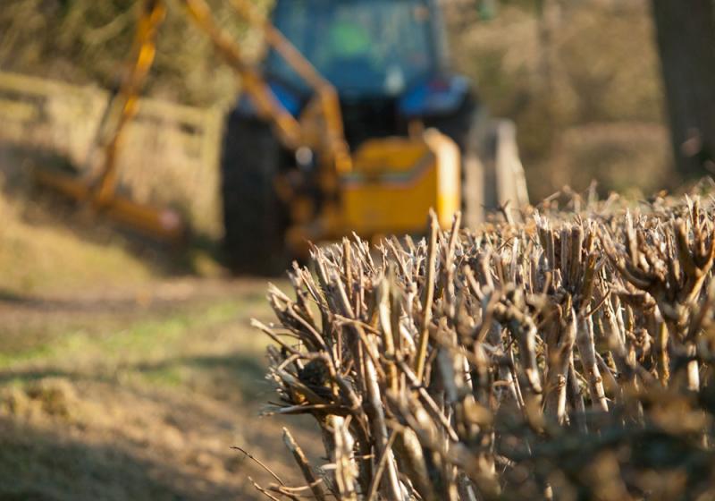 Hedgerow cutting ‘savage and unnecessary’ – Mayo Greens
