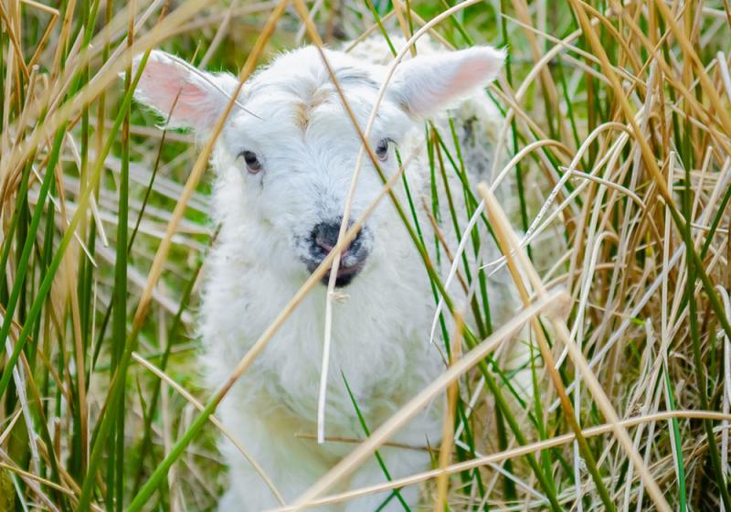 Spring worries