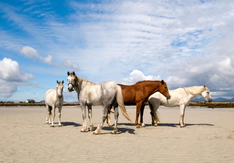 Ireland&rsquo;s unique relationship with the horse