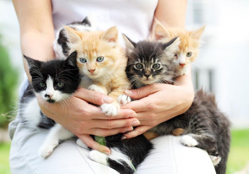 Kitten season in full swing