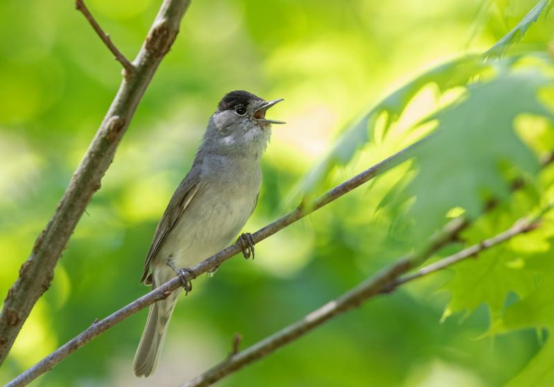 A virtuoso joins the dawn chorus