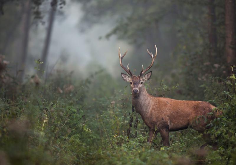 Wild deers a danger to motorists - Cribbin