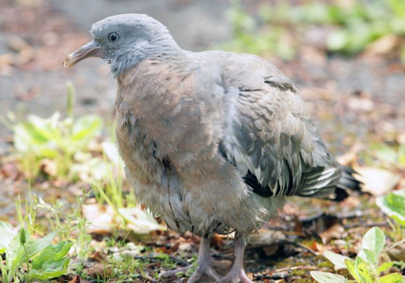Pigeon power