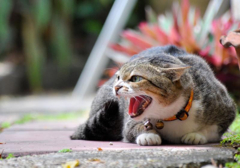 FIV on the rise among Irish cats