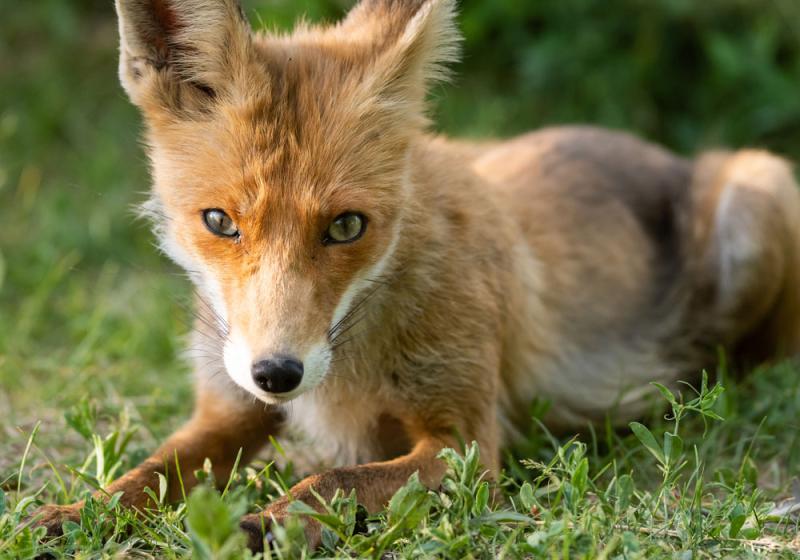 Like the fox, I forage