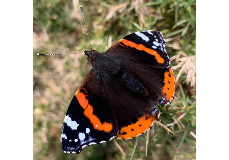 The red admiral’s admirable fortitude