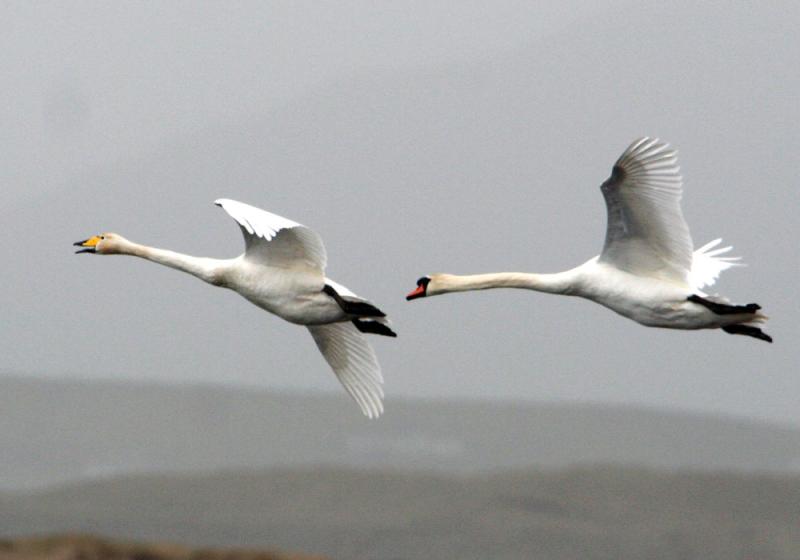 Swan songs and rising tides