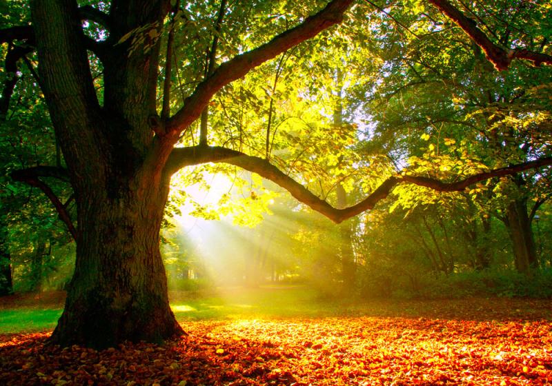 Why plant a tree? Why keep a tree?