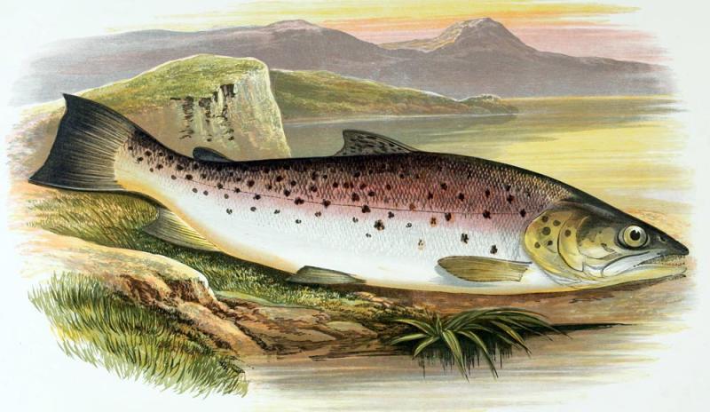 The fascinating, formidable Ferox