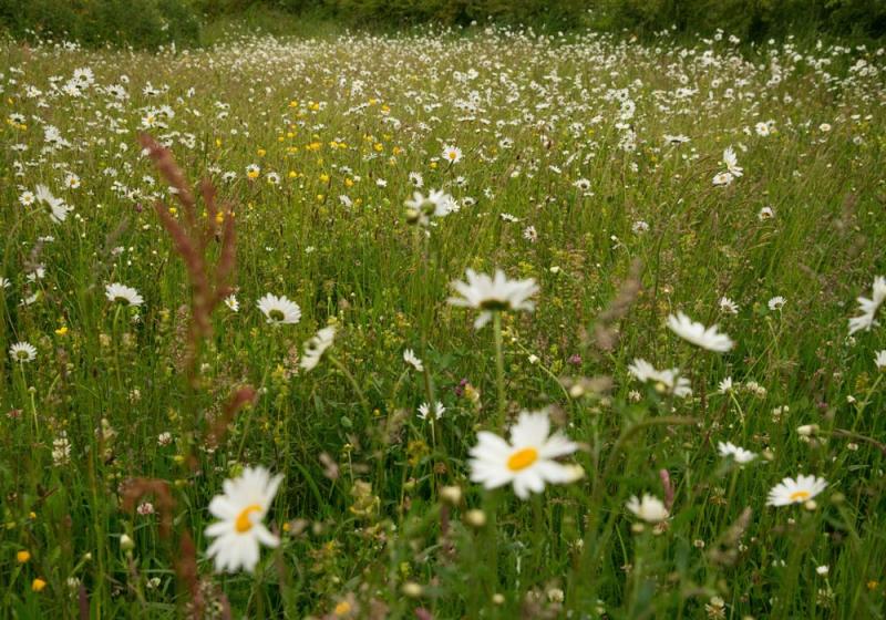 The wonders of our wildlife garden