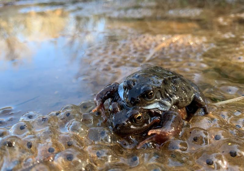 A lament for frog song