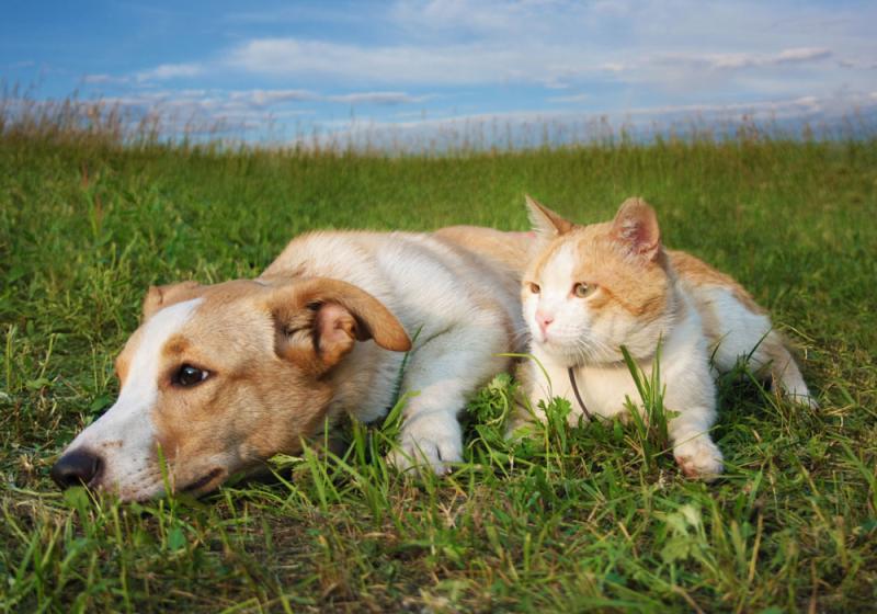 Waiting in the long grass