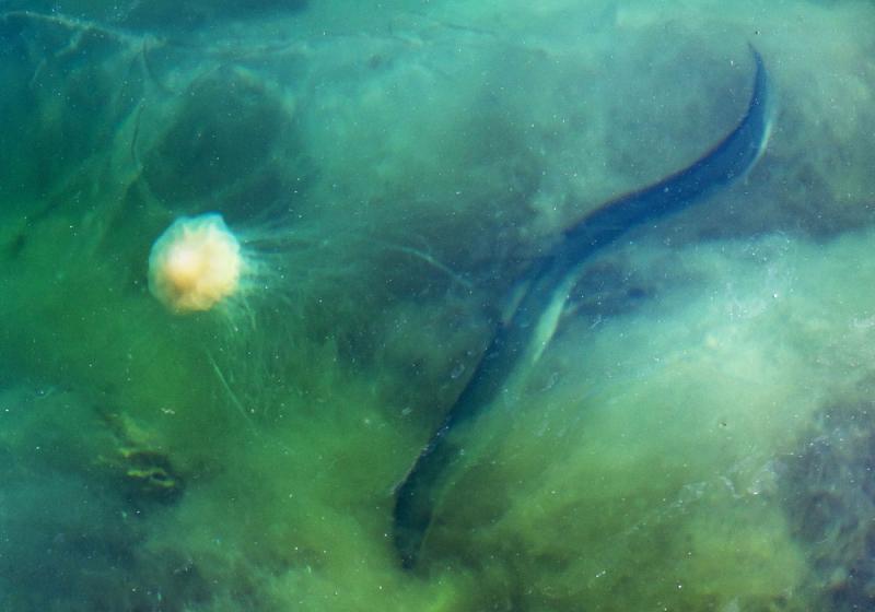 Our eels are sliding away from us