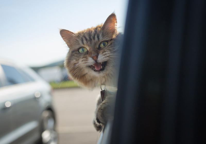 Hitting the road with or without your pet