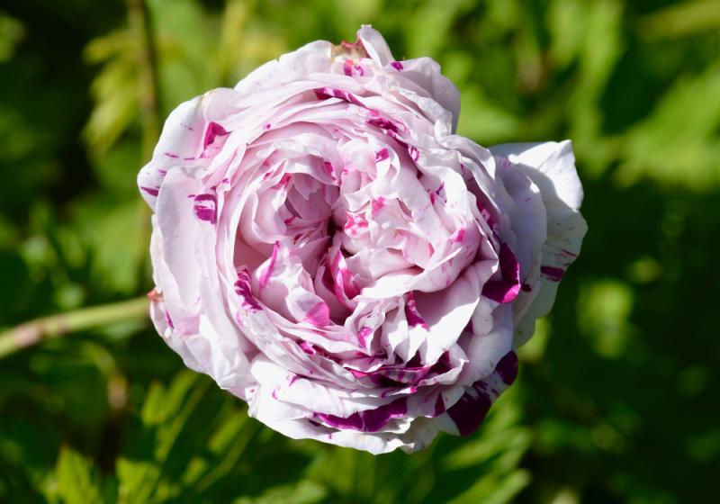 It’s all coming up roses