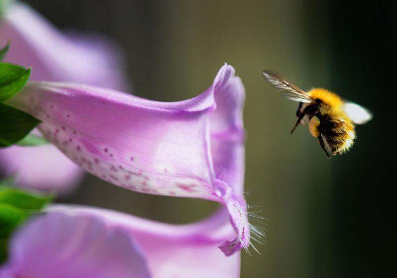 Steps to help our ecosystems