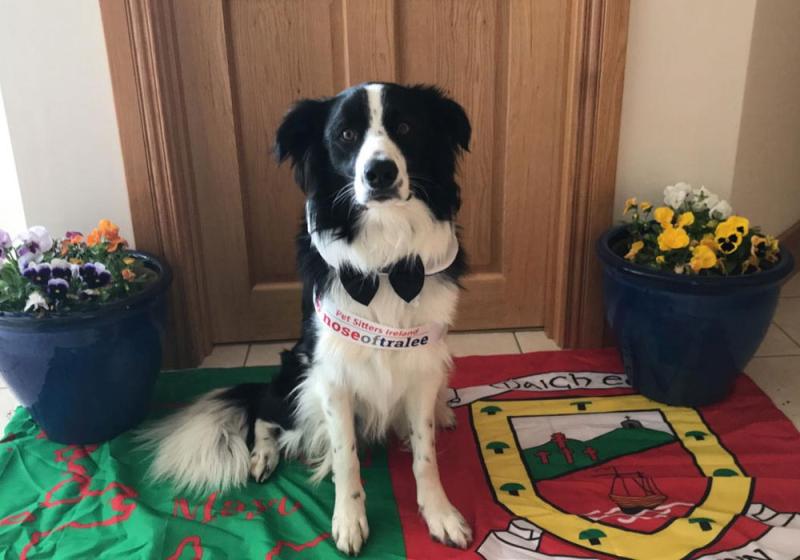 Ballycroy dog looking for your vote!