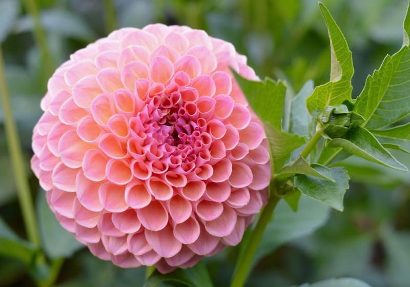 Delightful dahlias