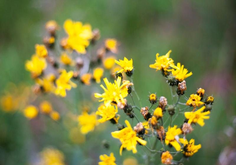 Ragwort and nature’s circle of life