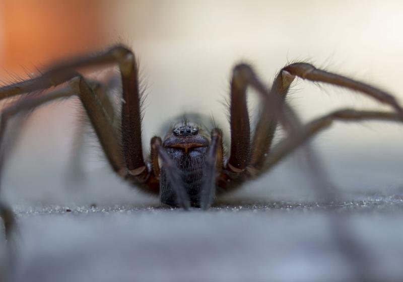 The uninvited guest