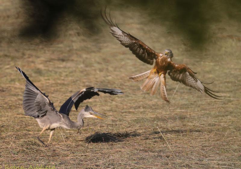 The angler, the vole, the kite and the heron