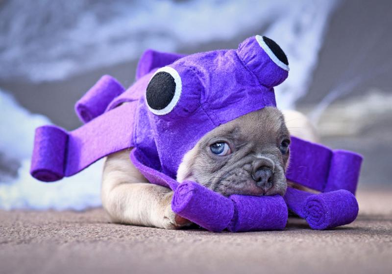 Why Halloween could be frightful for your pet