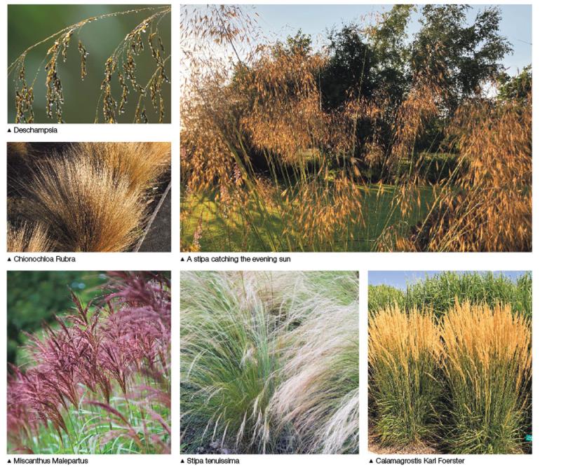 Create some drama with ornamental grasses 