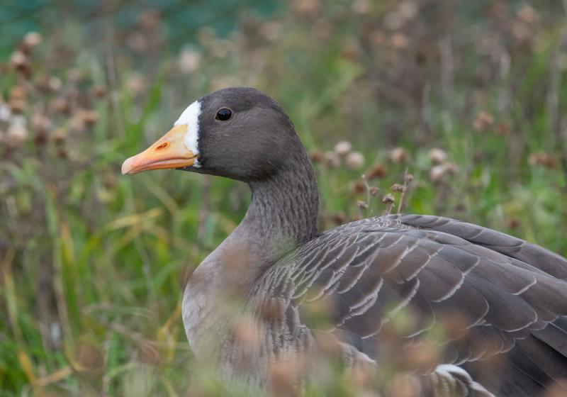 A trip to a turlough