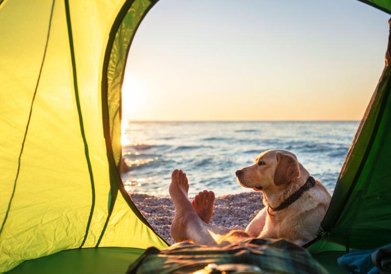 Getting a pet passport