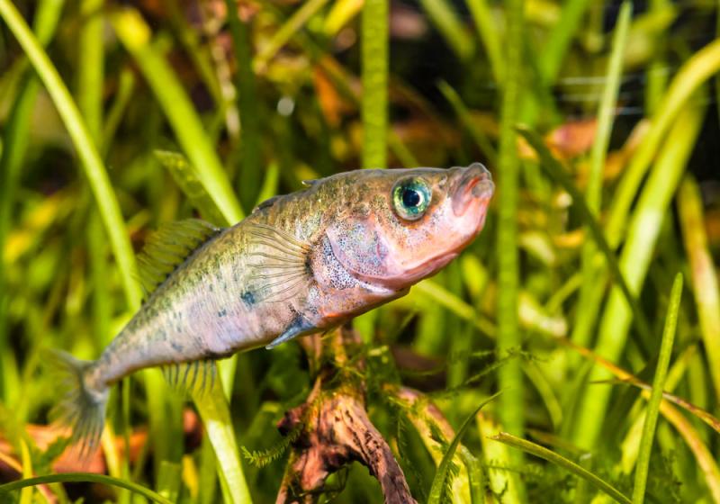 Spare a thought for the stickleback