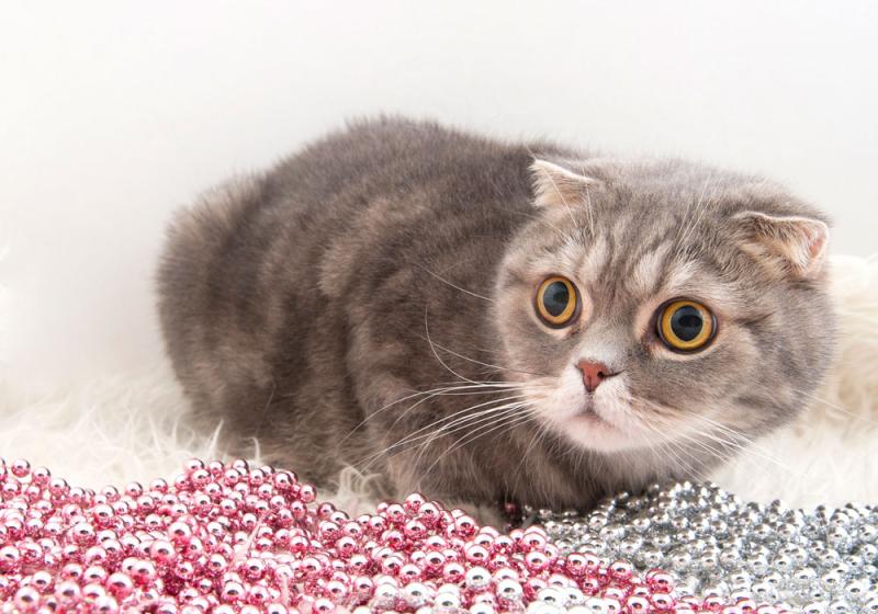Pets are not great gifts