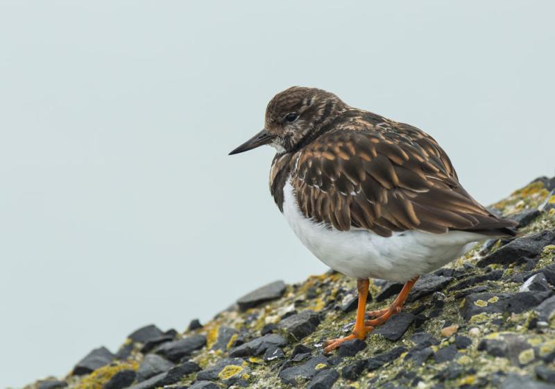 Waders, divers and turn-it-overs 