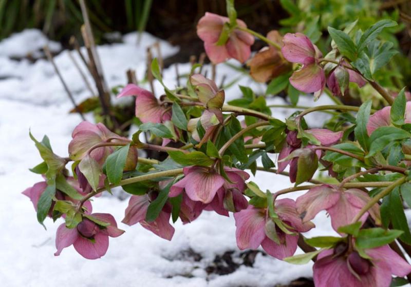 Heavenly hellebores