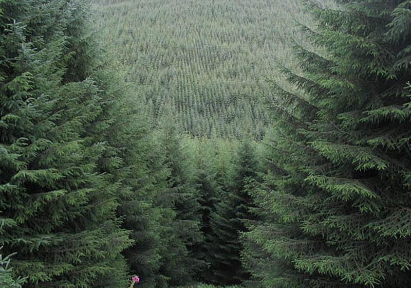 The dark march of Sitka spruce