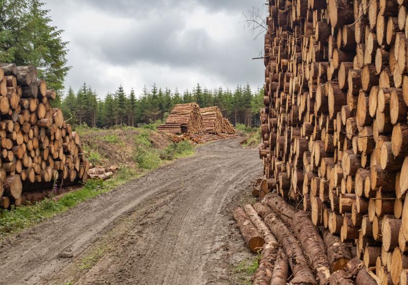 Farming out our forests
