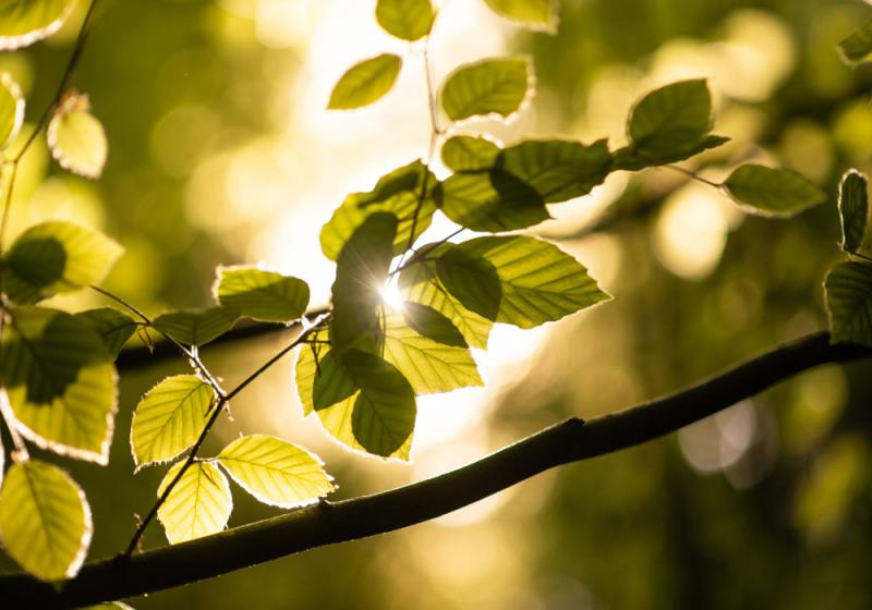 Light in new forestry programme