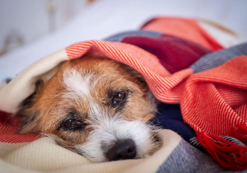 Our pets get hormonal problems too
