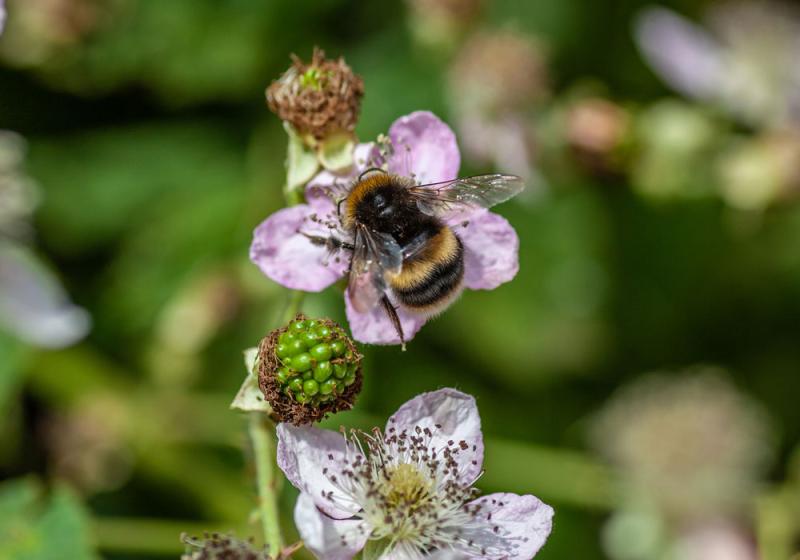 Let bramble ramble on