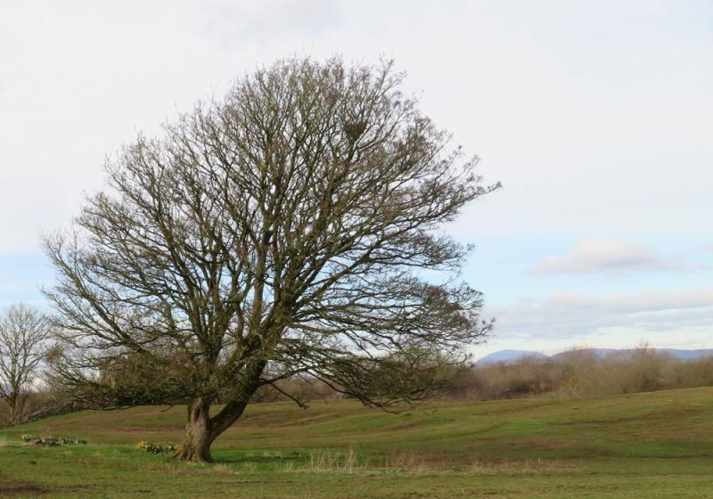 St Brigid appears around the county