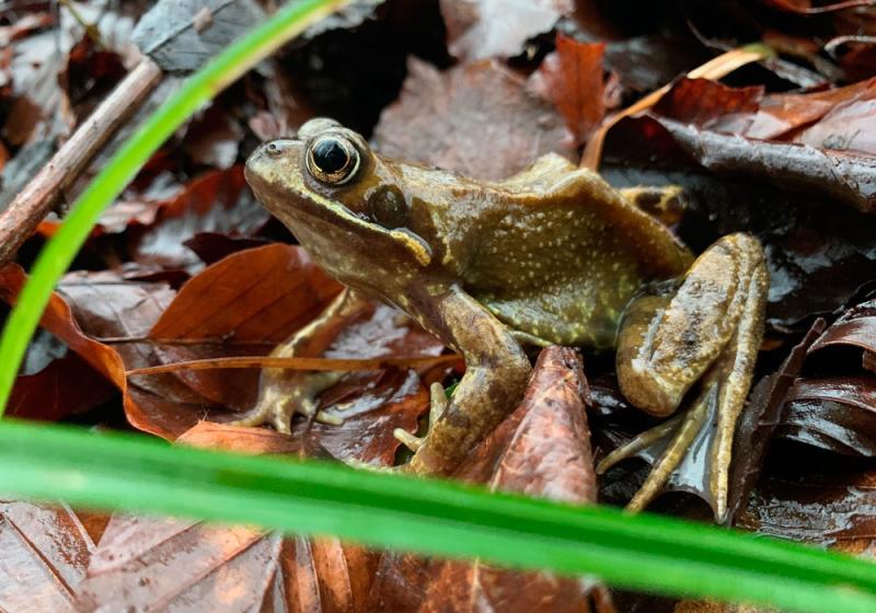 It&rsquo;s a frog-eat-frog world