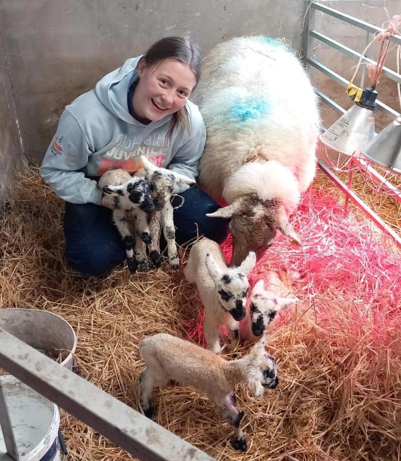 Ewe gives birth to five lambs