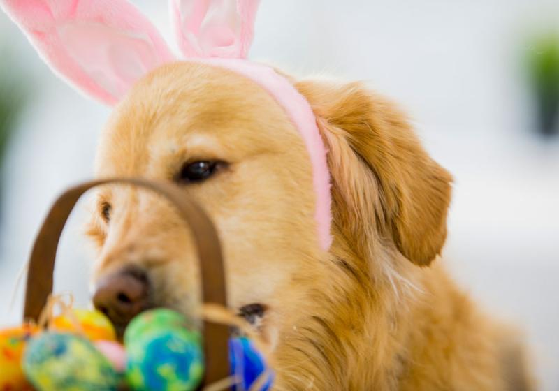 Easter’s hidden risks for your pet