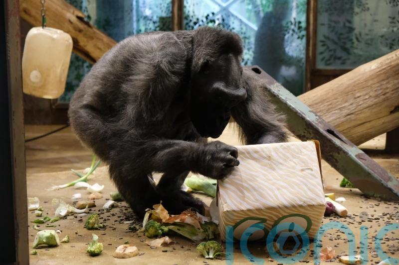 Second oldest gorilla in Europe celebrates 60th birthday at zoo in Ireland