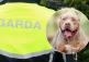 LIVE: Woman airlifted to hospital after sustaining serious injuries in Carlow dog attack