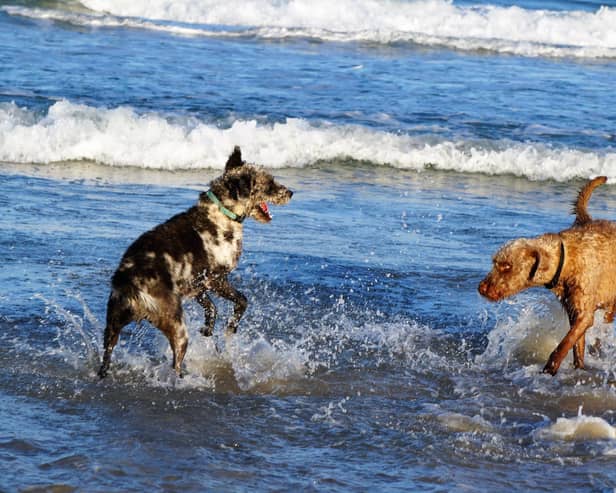 Dogs on the beach. Photo: Pixabay