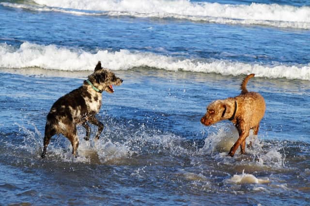 Dogs on the beach. Photo: Pixabay
